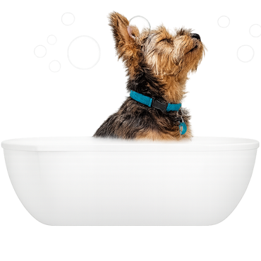 הצג מוצרים בקטגוריה היגיינה וטיפוח לכלבים תמונה עבור הקטגוריה היגיינה וטיפוח לכלבים