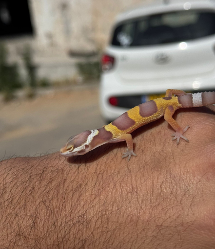 תמונה של שממית נמרית במגוון מופעים 700 ש"ח
