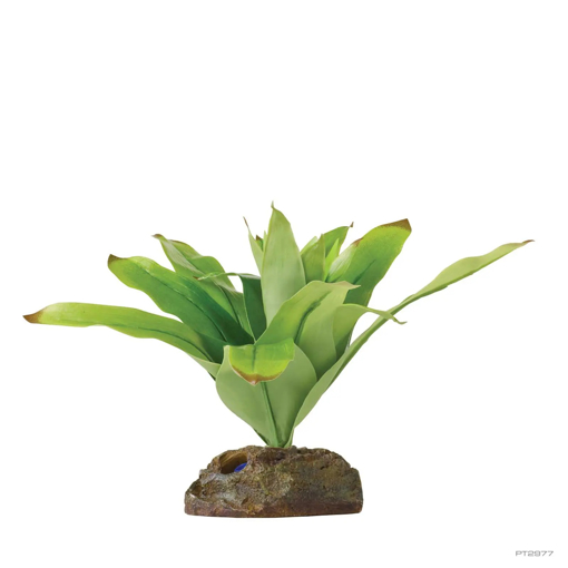 תמונה של צמח ברומליה Exo-Terra Bromelia