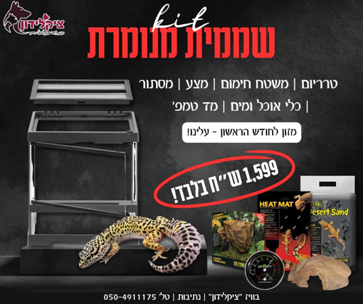תמונה של שממית מנומרת + טרריום וקיט גידול