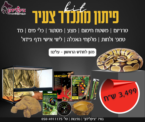 תמונה של פיתון מתכדר צעיר מופעי פרימיום + קיט גידול