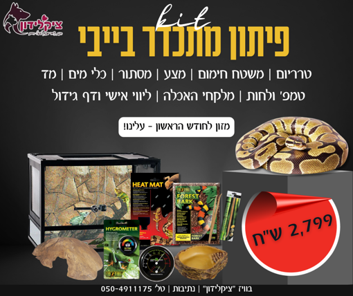 תמונה של פיתון מתכדר בייבי מופעי פרימיום + קיט גידול