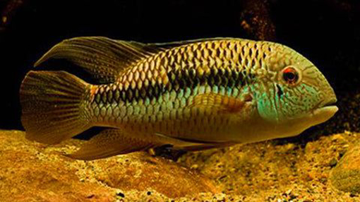 תמונה של אקרה אדומה