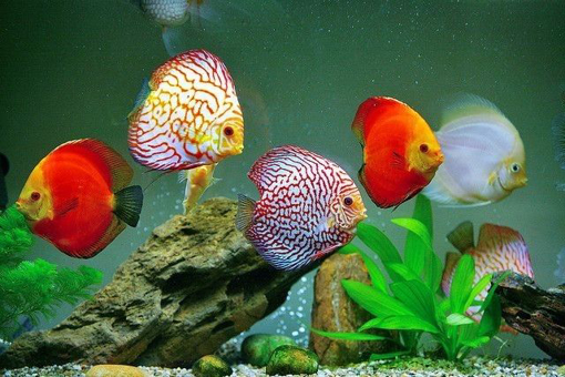 דיסקוסים בצבעים שונים בציקלידון נתיבות