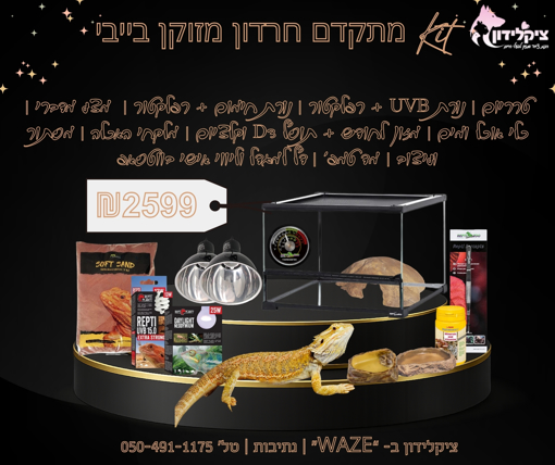 קיט חרדון מזוקן מלא למתחילים | ציקלידון נתיבות