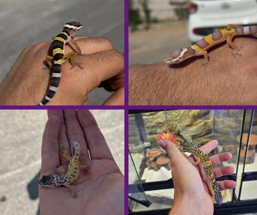 שממית מנומרת למכירה בציקלידון נתיבות