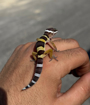 שממית מנומרת Leopard Gecko על יד אדם