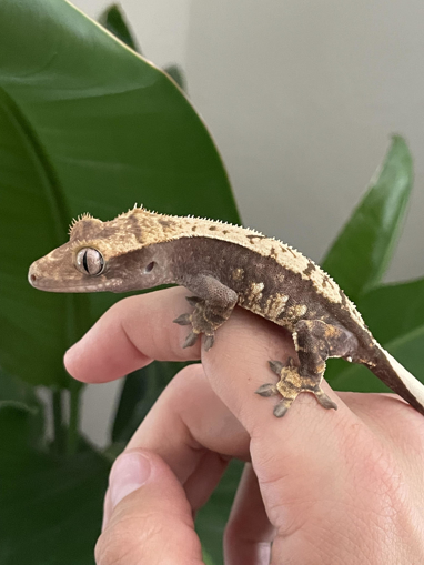 קרסטד גקו Crested Gecko על יד