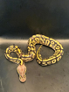 פיתון מתכדר Ball Python בעיטור מרהיב
