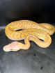 פיתון מתכדר Ball Python בעיטור מרהיב