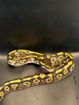 פיתון מתכדר Ball Python בעיטור מרהיב