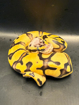 פיתון מתכדר Ball Python בעיטור מרהיב