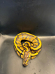 פיתון מתכדר Ball Python בעיטור מרהיב