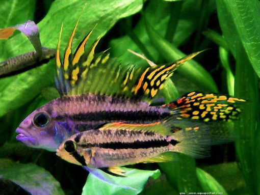 תמונה של אפיסטוגרמה קאקאדו