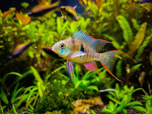 תמונה של אלטישפינוזה (רמירז בוליביאני)