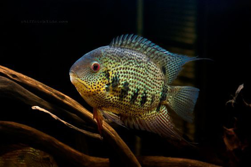 תמונה של סוורום ירוק