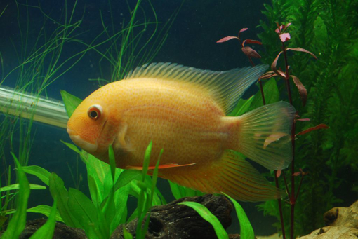 תמונה של סוורום גולד