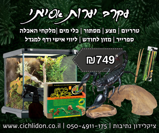 ערכת גידול לעקרב יערות אסיאתי – טרריום, מצע, מסתור וציוד מלא לציקלידון