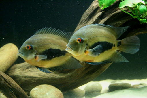 תמונה של ציקליד אוארו