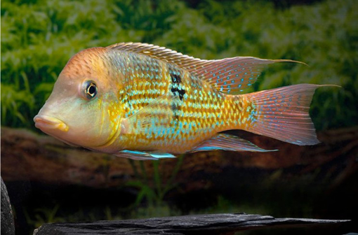 תמונה של גאופגוס אבק זהב\אבק כוכבים (ALTO SINU)