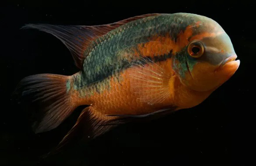 תמונה של טמפורליס ציקליד שוקולד