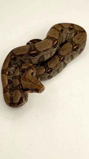 נחש בואה אימפרטור נקבה – גידול וטיפול בזוחלים