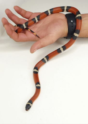 נחש מילקסנייק – חיית מחמד אקזוטית