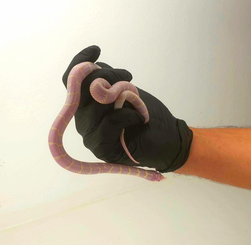 קינג סנייק קליפורניה אלבינו