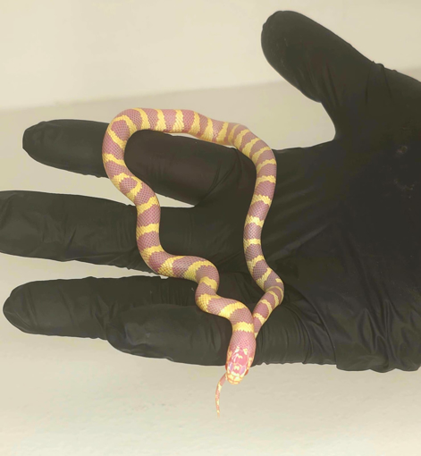 קינג קליפורניה