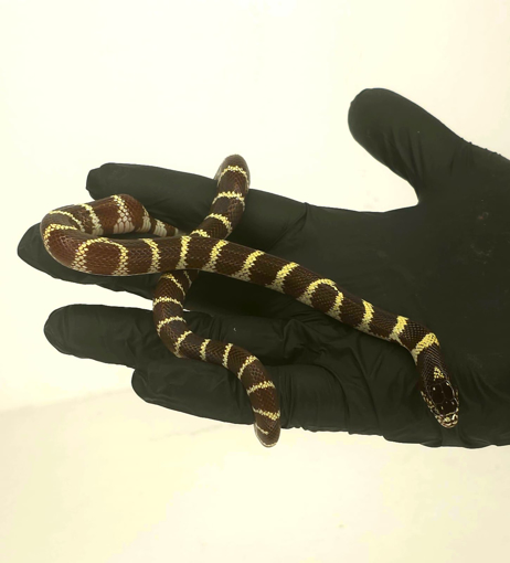 נחש קינג קליפורניה – זוחל אקזוטי כחיית מחמד