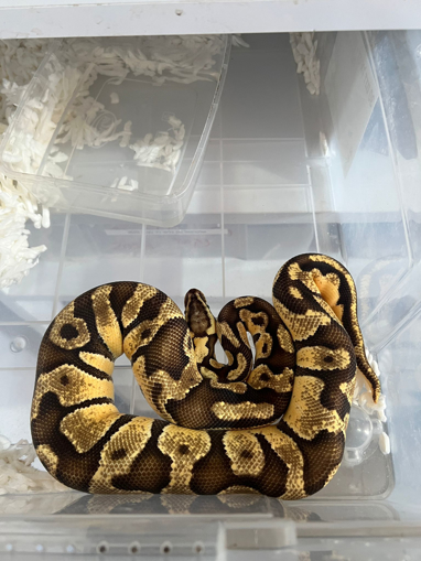 פיתון מתכדר מופע אורנג' דרים