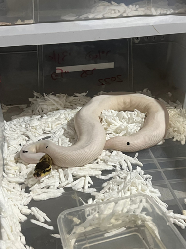 פיתון מתכדר בלאק פסטל ילו בלי פייד