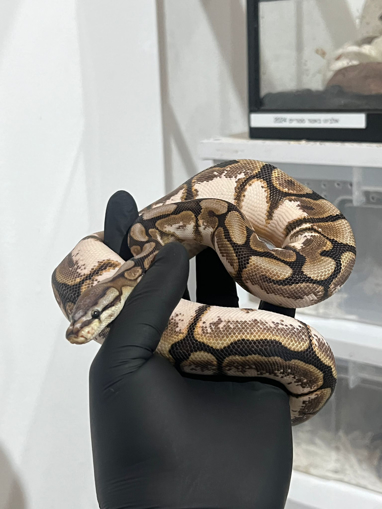 פיתון מתכדר ספיידר קאליקו יילו בלי הט פייד