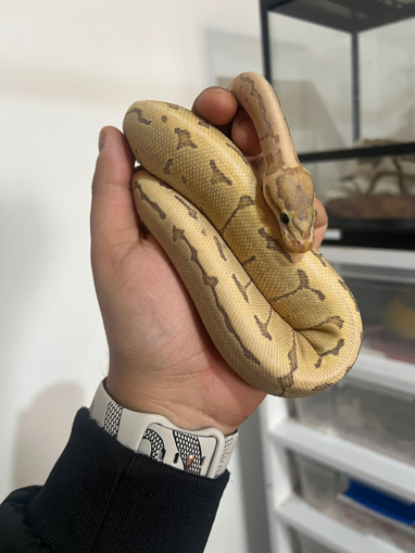 פיתון מתכדר פינסטרייפ פייר הייפו