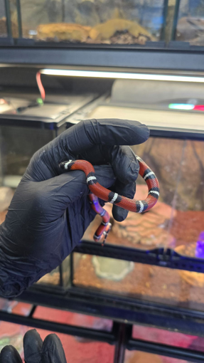 מילקסנייק בייבי נורמל