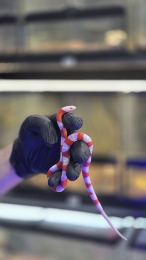 נחש מילקסנייק נלסון אלבינו