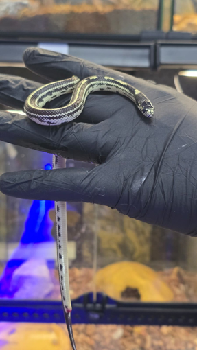 קינג קליפורניה מופע סטרייפ