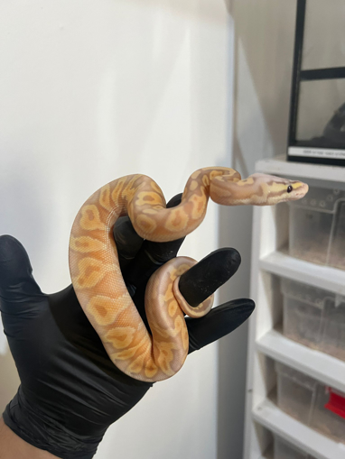 פיתון מתכדר בלאק פסטל, בננה, אנצ'י, פוס יילו בלי