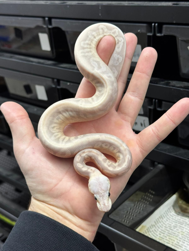 פיתון מתכדר סופר פסטל, בלאק פסטל, בננה, פוס יילו בלי