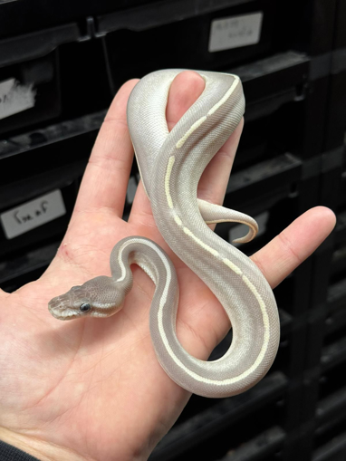 פיתון מתכדר פרפל פאשן