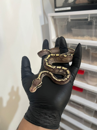 פיתון מתכדר פסטל, מואב, GHI, הט הייפו