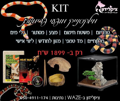 קיט גידול מילקסנייק מופעי פרימיום כולל טרריום וציוד מלא