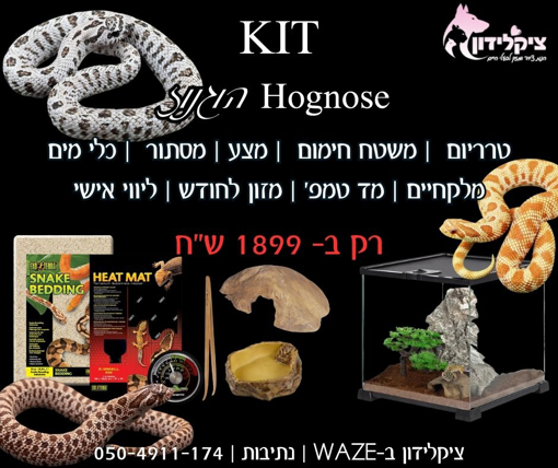 קיט נחש הוגנוז בייבי עם ציוד מלא