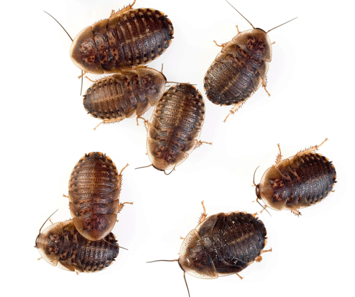 תיקן נצמד להאכלה לזוחלים