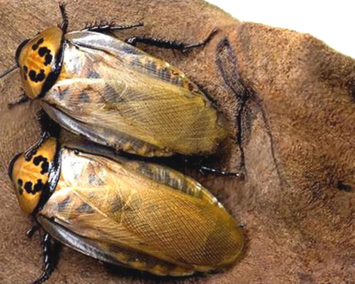 תיקן שש נקודות להאכלה לזוחלים