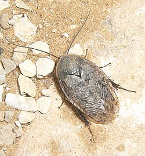 תיקן אפריקאי להאכלה לזוחלים