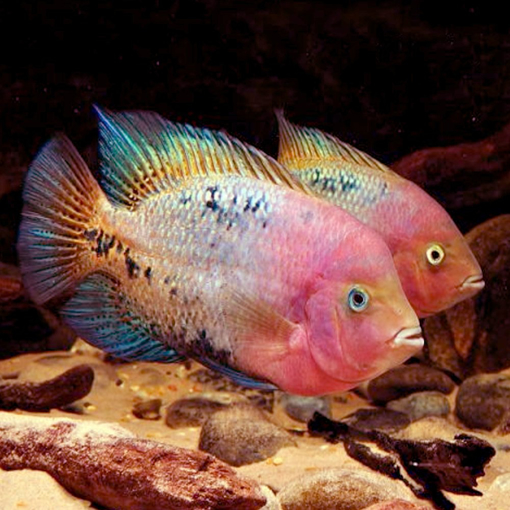 תמונה של ויאג'ה סנספיליום