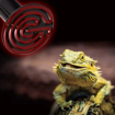 נורת חימום קרמית Repti Zoo לזוחלים