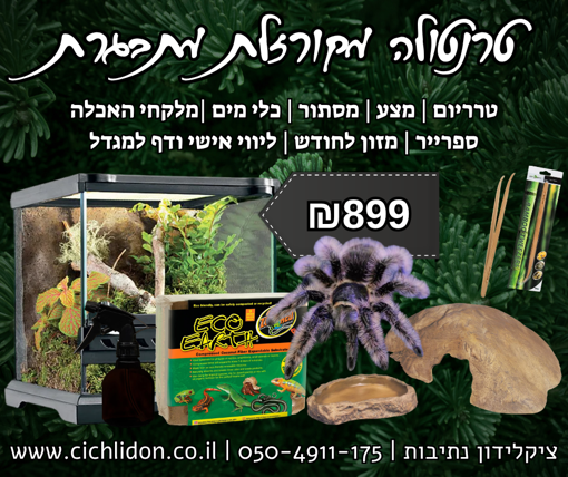 קיט טרנטולה מקורזלת מתבגרת עם ציוד מלא לגידול